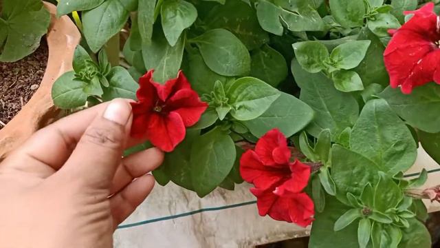 Complete Care of a Petunia Plant during Winter||पेटुनिया से बहुत सारे फूल लेने के लिए एैसे करें केय смотреть онлайн