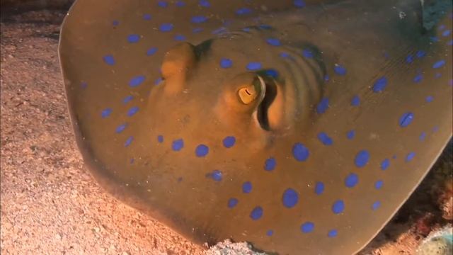 Underwater World Of The Red Sea. Diving. Дайверские съемки. Красное море. Египет.