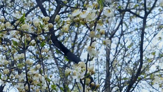 Снова мои друзья и любимый Алтайский край смотреть онлайн