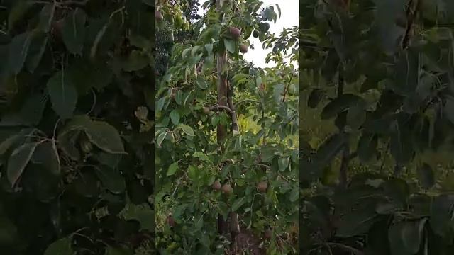 Интенсивное выращивания Груш смотреть онлайн