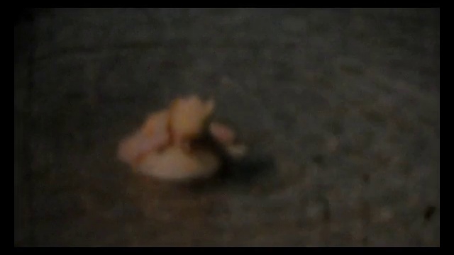 PREDAVSSIE OTCHESTVO