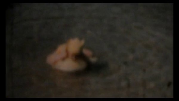 PREDAVSSIE OTCHESTVO