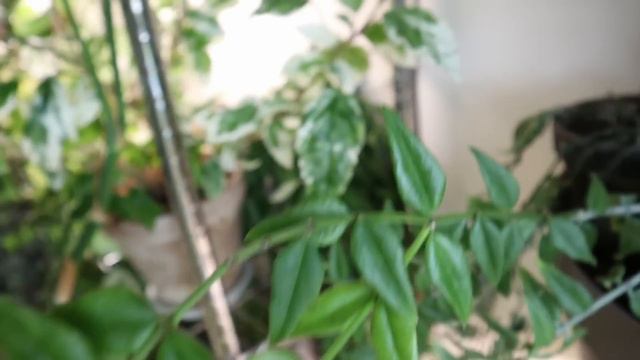 Houseplant Tour Summer '23 | My full collection (100+ plants!) смотреть онлайн