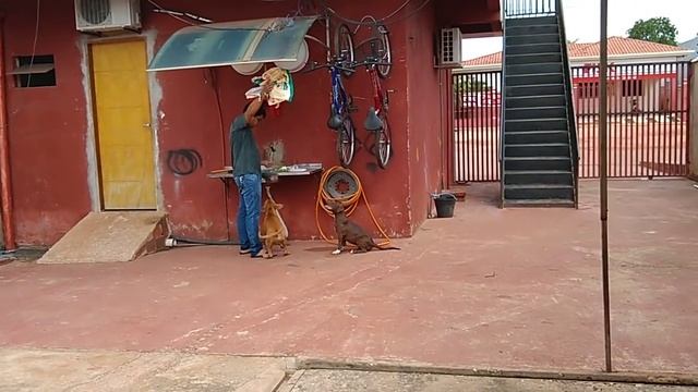 Opala V8 (V8 x Shiva) https://pedigree.gamedogs.cz/details.php?id=347853 смотреть онлайн