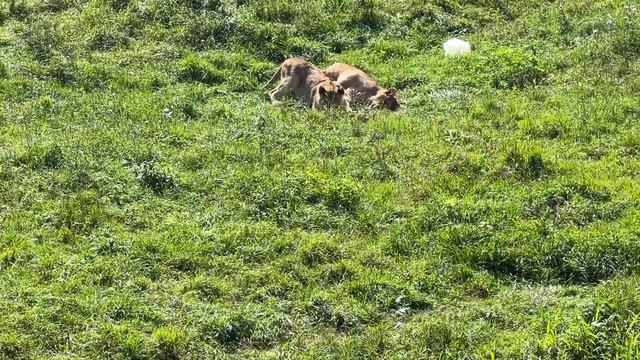 Львята / Парк Львов «ЗЕМЛЯ ПРАЙДА» смотреть онлайн
