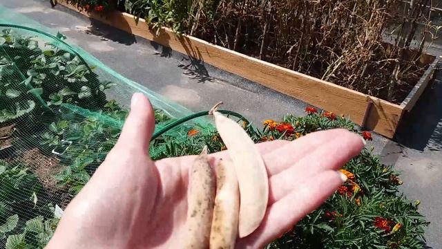 Август 2021 серия №1. Томаты, баклажаны по сортам и много что ещё) смотреть онлайн