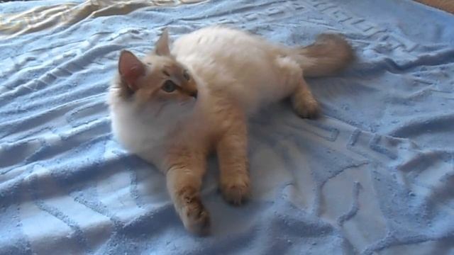 Невский маскарадный кот Казимир снежная зима Г Оренбург смотреть онлайн