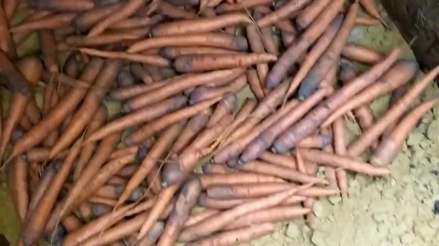Уборка и хранение моркови.Дачный сезон. смотреть онлайн