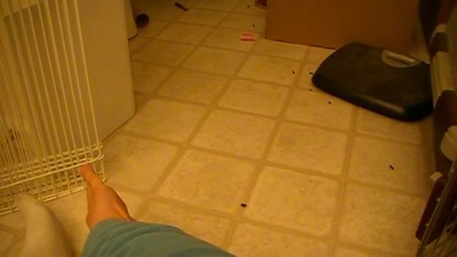 Chinchilla Clicker training week 2 смотреть онлайн