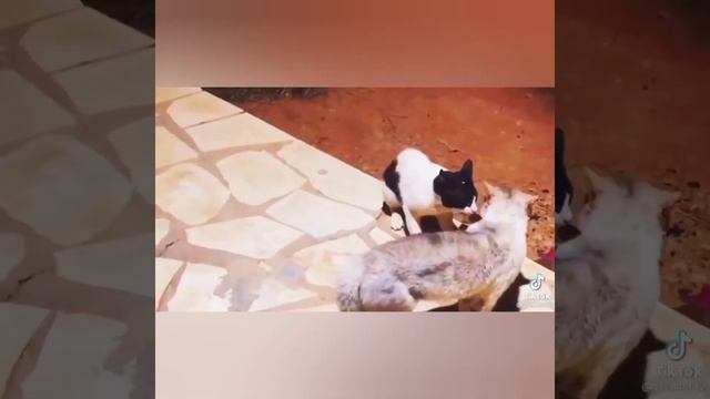 Super fighting cats(супер бойцовский коты) смотреть онлайн