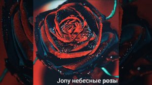Jony небесные розы