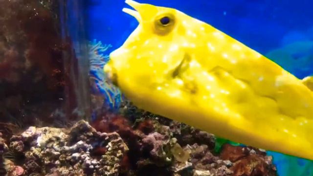 Привет Андрей! Мем