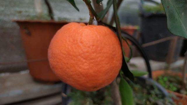 Ранние сорта клементинов смотреть онлайн