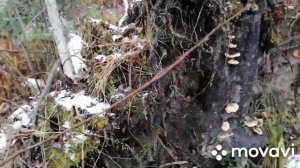 УЖД, ДЕЛЯНКИ. ПОИСК В ЛЕСУ. #металлокоп #металлолом #копметалла #впоискахметалла #чермет