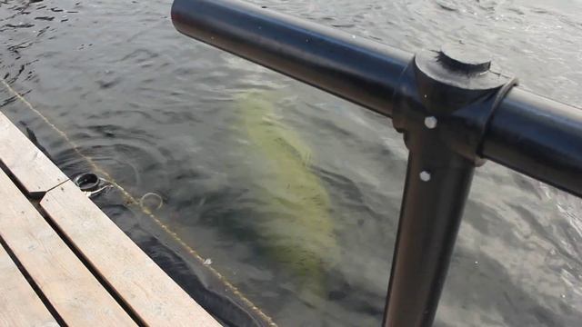 Белухи: дельфинарий на Белом море... смотреть онлайн