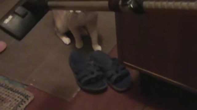 Кот против пылесоса смотреть онлайн