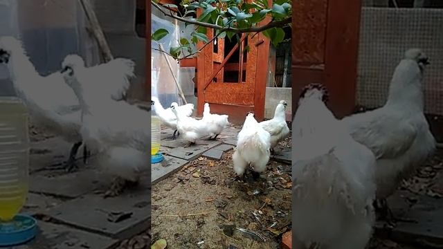 КША ,китайская шелковая аборигеновая смотреть онлайн