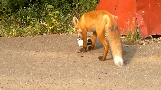 ЛИСЫ НАСТОЯЩИЕ !!!!!!!!