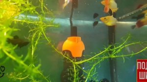 Пецилия высокоплавничная