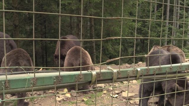 ЦЕНТР РЕАБИЛИТАЦИИ БУРЫХ МЕДВЕДЕЙ «СИНЕВИР» (Brown Bears Rehabilitation Center Synevir) (2) смотреть онлайн