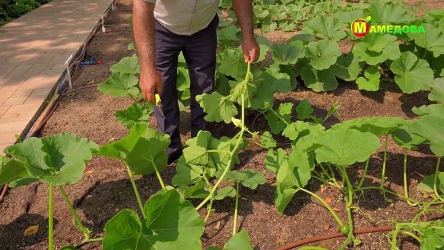 КАК ФОРМИРОВАТЬ ТЫКВУ?