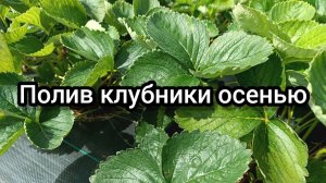 Полив клубники осенью.