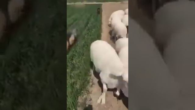 Уские глаза(6) смотреть онлайн