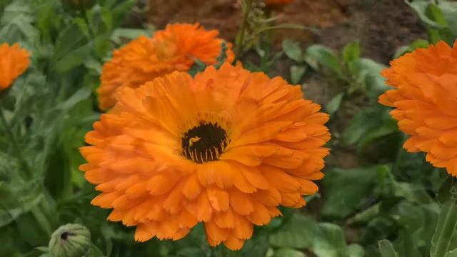 Ringelblume Calendula officinalis L смотреть онлайн