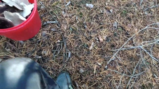 Ежовик пёстрый|Гриб красавец|14 минут тихой охоты|mushrooms смотреть онлайн