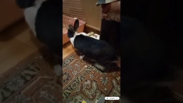 кролик чуть не сломал мою квартиру. ??? смотреть онлайн