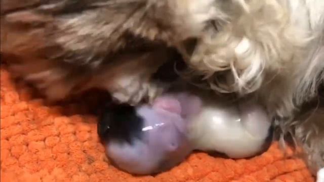 Shih Tzu dog mating and giving birth to cute pups смотреть онлайн