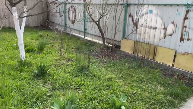 ДЕЛАЕМ ГРЯДКИ/САДИМ КЛУБНИКУ/ДАЧНЫЙ СЕЗОН? смотреть онлайн