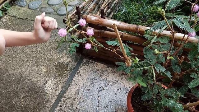 Мимоза стыдливая смотреть онлайн