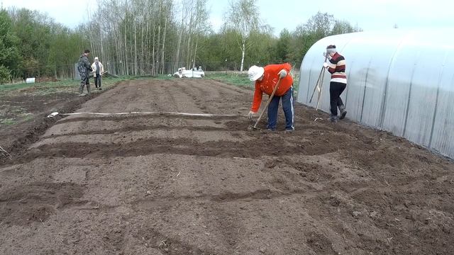 ПОСАДКА КАРТОФЕЛЯ под ПЛУГ и ФРЕЗОЙ под грядки // Мотоблок мтз БЕЛАРУС 09Н смотреть онлайн