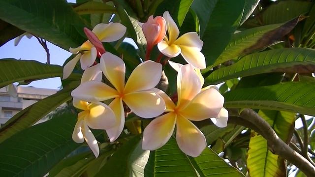 PLUMERIA: Plumeria alba (www.riomoros.com) смотреть онлайн