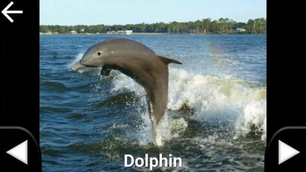 Toddler Animal Sounds Learning Wild Animals Names and Sounds for Kids Zoo Animals for Kids