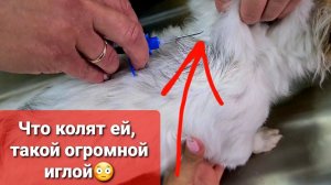 Чуню увозят в Германию Как чувствует себя аварийный Кузя и все хвостики