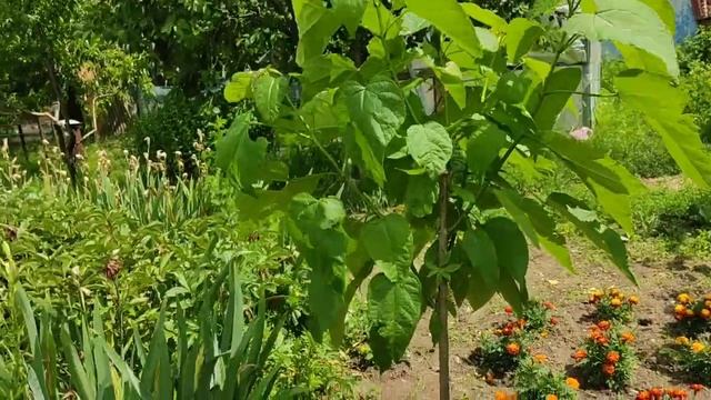 Заготовка на зиму чесночных стрелок_борьба с амброзией @oksana1181 смотреть онлайн