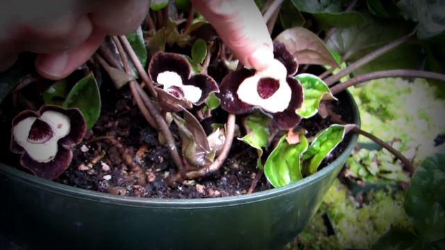 Pollination Time with Doug: Episode 2 смотреть онлайн