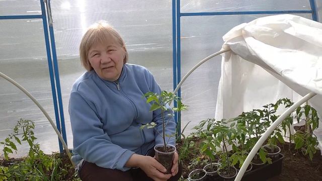 КАК ВЫБРАТЬ ОТЛИЧНУЮ РАССАДУ ТОМАТОВ ПРИ ПОКУПКЕ смотреть онлайн