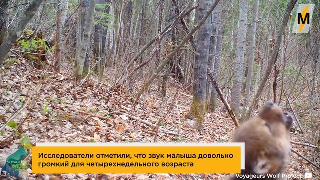 Первый Вой Волчонка Заставит Ваших Питомцев Понервничать смотреть онлайн