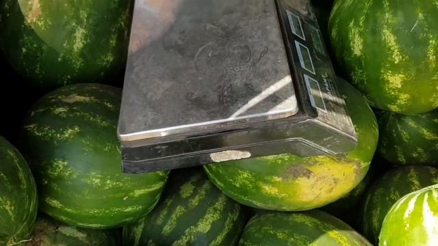 Как выбрать спелый АРБУЗ. по ЗВУКУ, ЦВЕТУ и НАЖАТИЕМ смотреть онлайн