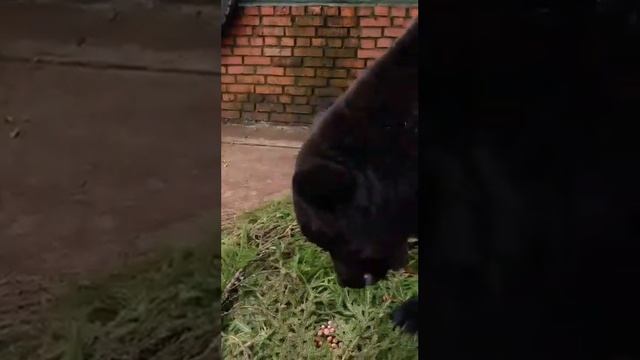 МеДведь ГРом МОсковСкий зооПАрк Bear Grom Moscow Zoo смотреть онлайн