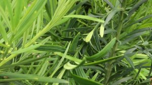Learn to Grow: Buddhist Pine/Podocarpus