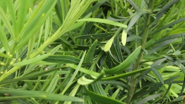 Learn to Grow: Buddhist Pine/Podocarpus