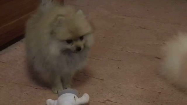 Шпицы,щенки на продажу.Питомник Гордость Эмили смотреть онлайн