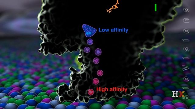 Electron transport chain смотреть онлайн