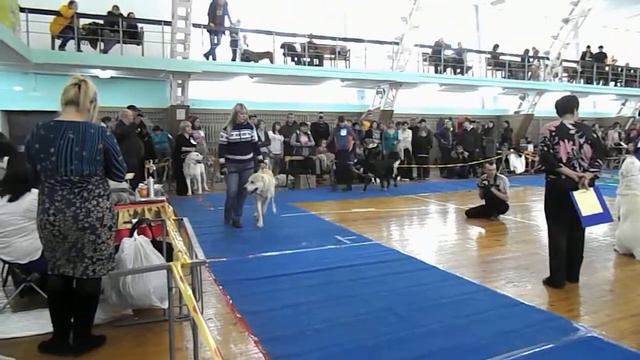 Сибирь Кобели Юниоры 1 смотреть онлайн