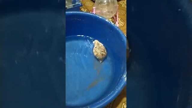 Как помыть хомяка смотреть онлайн