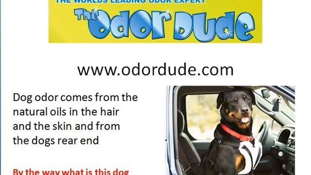 How to remove dog odor from untreated wood смотреть онлайн